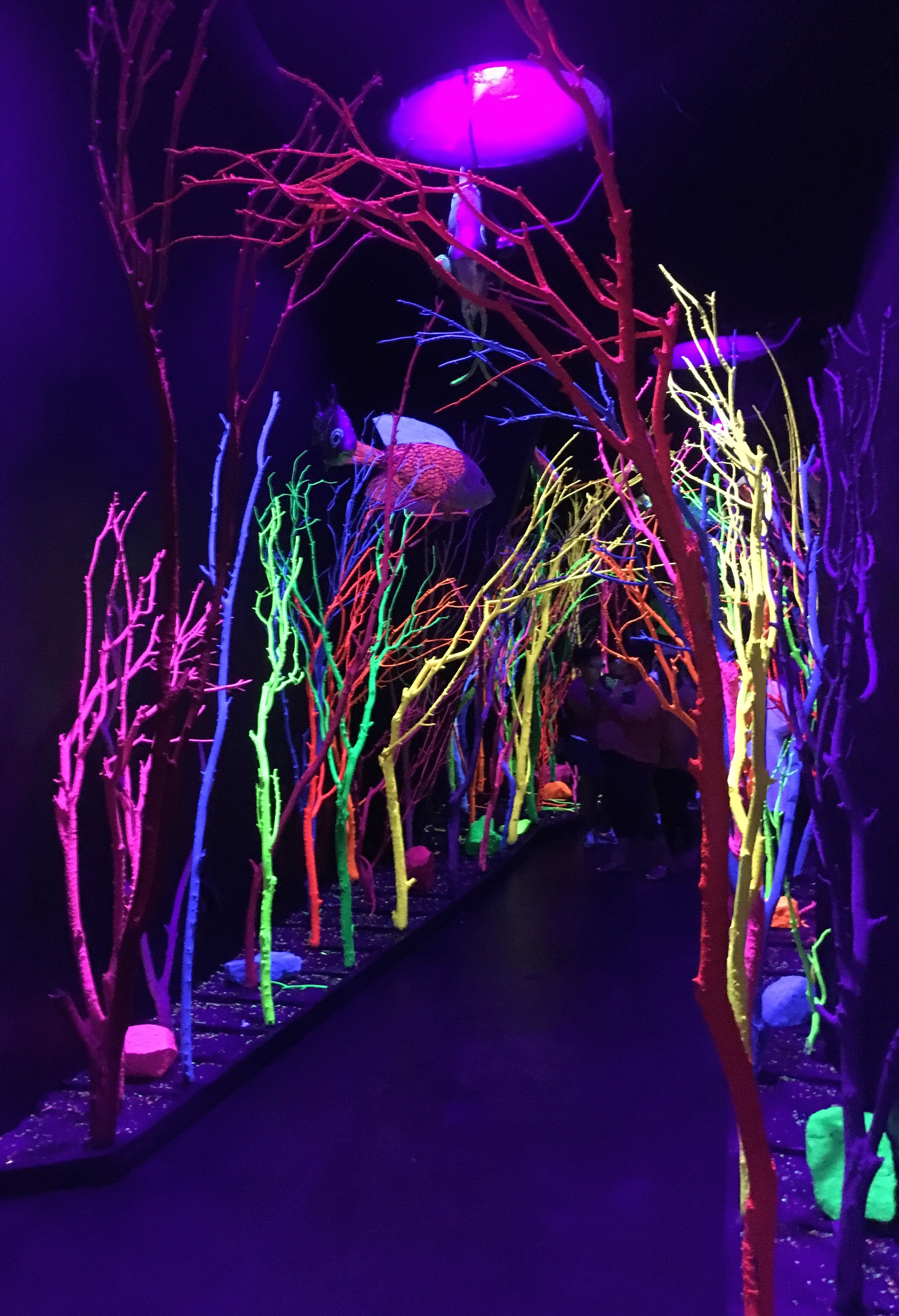 meow wolf fish