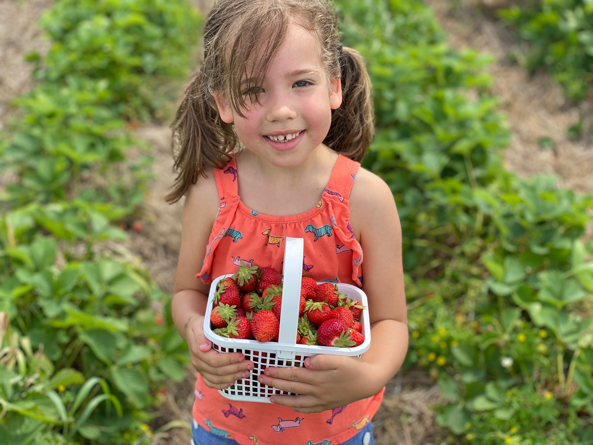 Strawberry Picking at Jones Farm: What You Need to Know