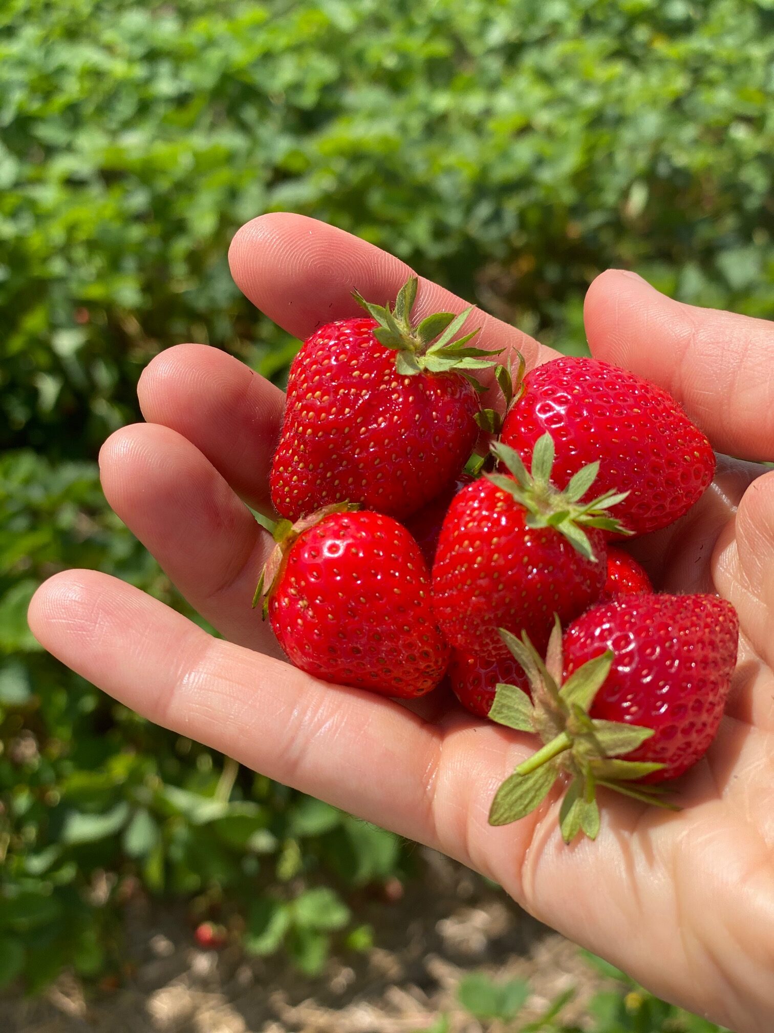 Strawberry Picking at Jones Farm: What You Need to Know