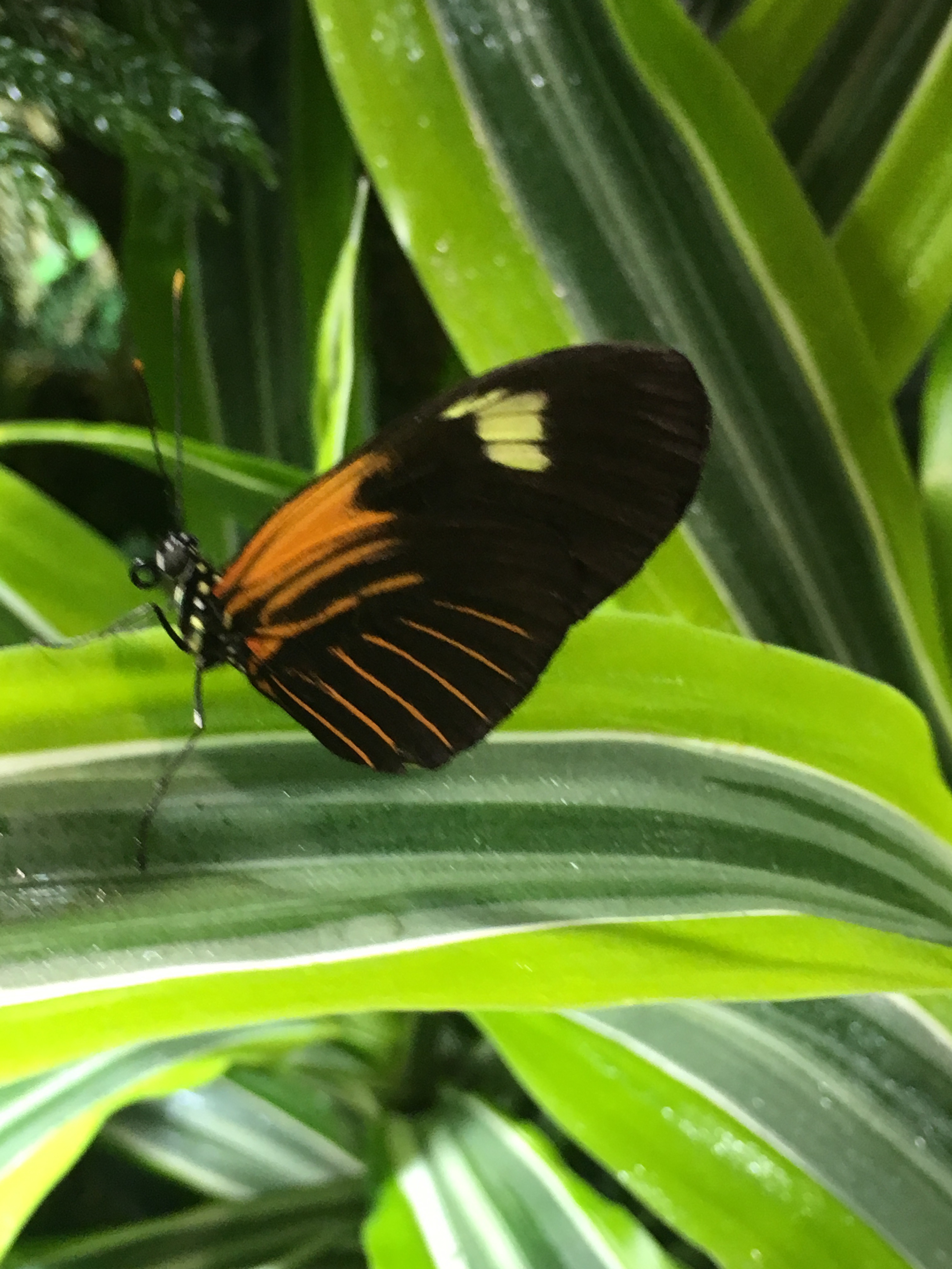 butterfly conservatory at american museum of natural history