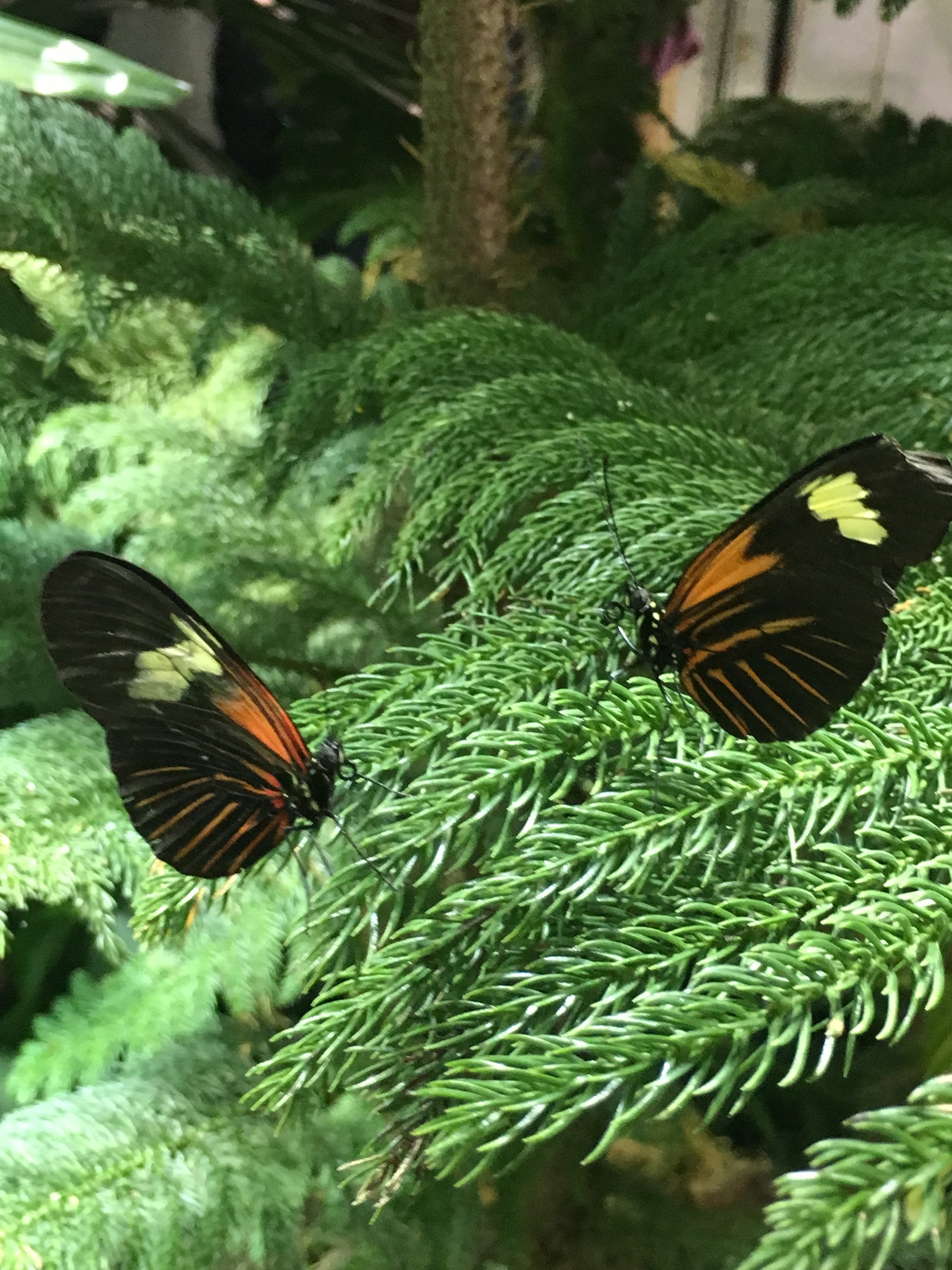 butterfly conservatory at american museum of natural history